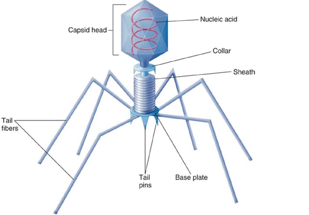 Complex symmetry Bacteriophage viruses
