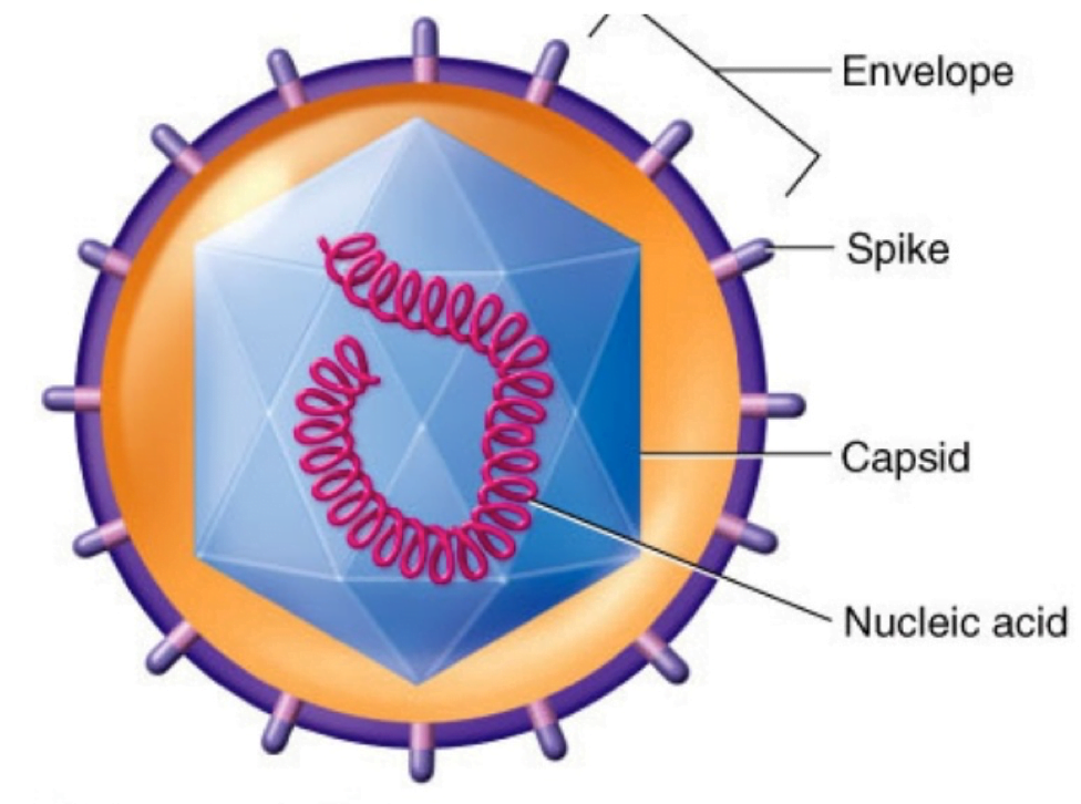 Enveloped Virus
