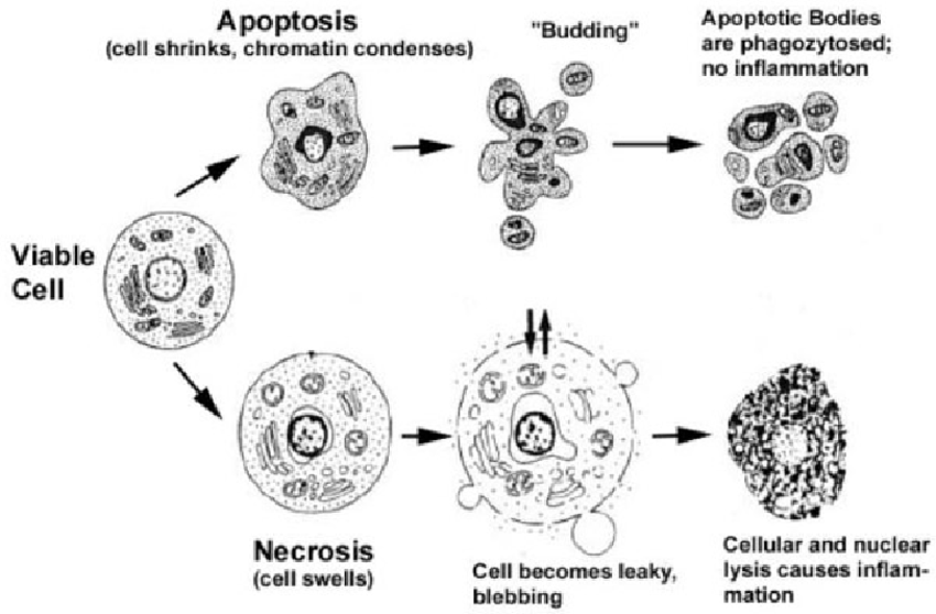 Difference between Apoptosis and Necrosis