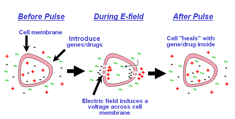 Electroporation for Gene Transfer