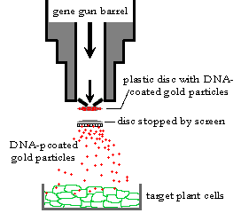 Microprojectile Bombardment for Gene Transfer