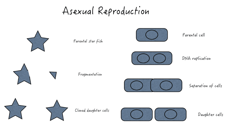 Asexual Reproduction ©biokimicroki.com