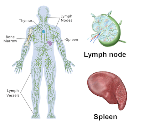 Lymphoid Organs