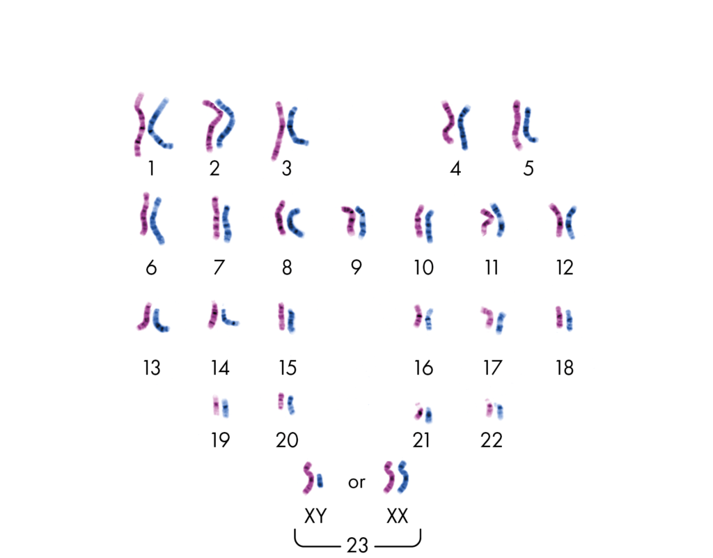 Homologous and Heterlogous chromosomes