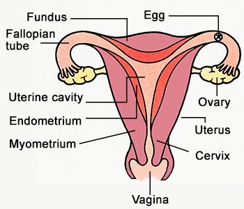 Female Reproductive system- Reproduction