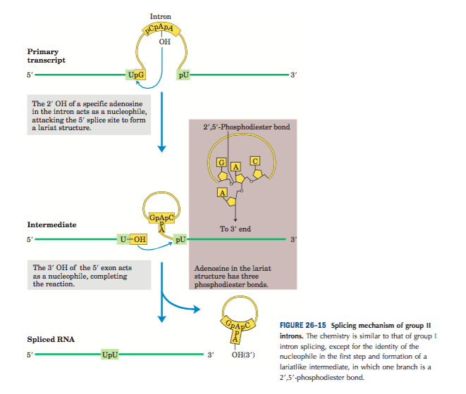 mRNA processing Group II splicing 