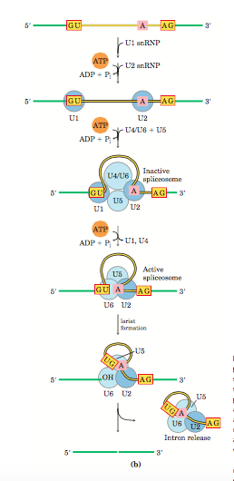 mRNA processing Spliceosome 