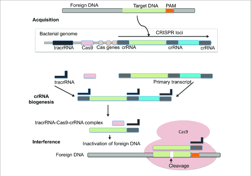 Mechanism of CRISPR