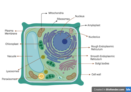 What is Plant cell? Introduction, Structure, and Functions, with Labeled  Diagram - BiokiMicroki