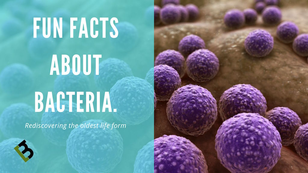 Bacteria: Fun Facts